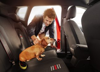 Σκύλος SEAT έρευνα ασφάλεια