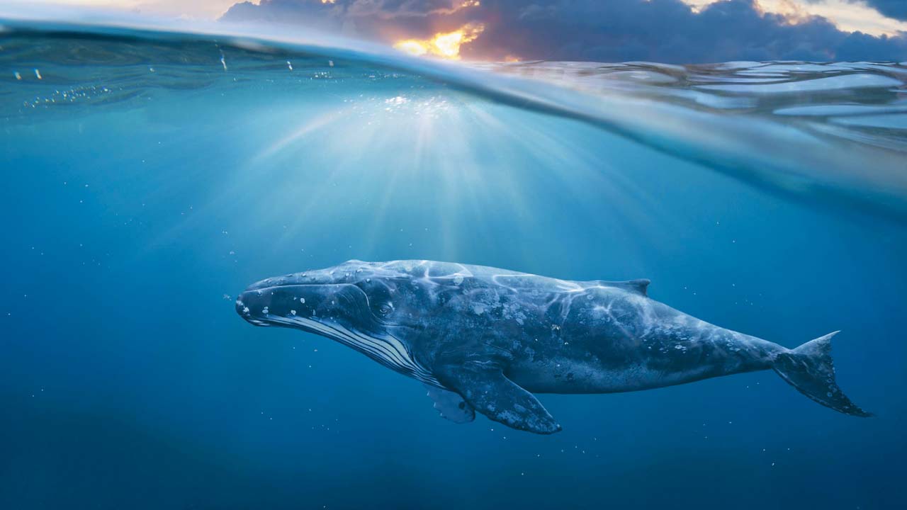 Γαλάζιες φάλαινες: Aφανίζονται στην Ανταρκτική | News