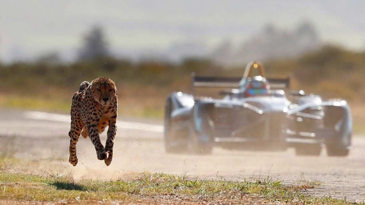 cheetahvsformulae